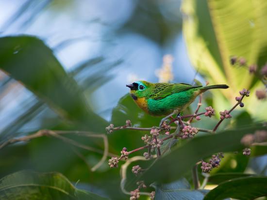 Photographic Print, , large