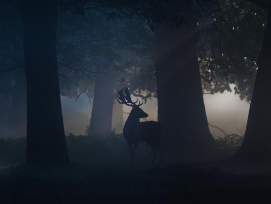 Photographic Print, , large