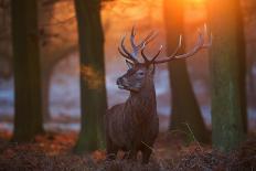 A large red deer stag, Cervus elaphus, stands in Richmond Park at dawn.-Alex Saberi-Photographic Print