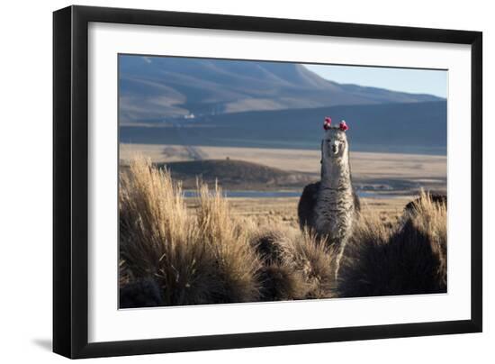 Premium Photographic Print, , large