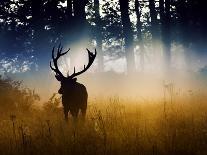 A Red Deer Stag Stands in Autumn Mist at Sunrise-Alex Saberi-Photographic Print