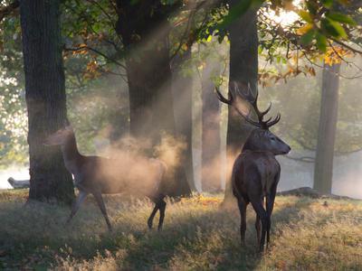 A Red Deer Stag and a Doe Wait in the Early Morning Mists in Richmond Park in Autumn