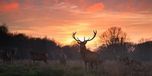 A Red Deer Stag and Doe in the Autumn Mists of Richmond Park During the Rut-Alex Saberi-Stretched Canvas