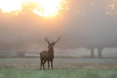 Portrait of a Red Deer Buck, Cervus Elaphus, in Winter-Alex Saberi-Premium Photographic Print