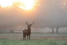 Red Deer, Cervus Elaphus, Gathering on a Misty Morning-Alex Saberi-Photographic Print