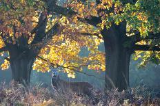 A Red Deer Stag and a Doe Wait in the Early Morning Mists in Richmond Park in Autumn-Alex Saberi-Photographic Print