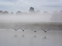 Canada Geese Fly Over Pen Ponds in Winter-Alex Saberi-Photographic Print