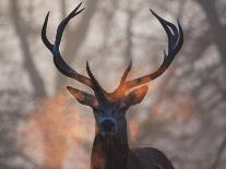A Red Deer Stag and a Doe Wait in the Early Morning Mists in Richmond Park in Autumn-Alex Saberi-Photographic Print
