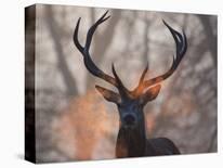 A Red Deer Stag and Doe in the Autumn Mists of Richmond Park During the Rut-Alex Saberi-Mounted Photographic Print