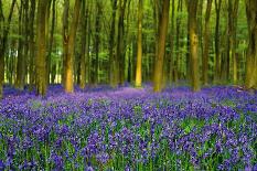 Bluebell Carpet-Alex Stewart-Stretched Canvas