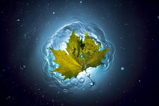 Premium Photographic Print, , large