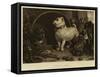 Alexander and Diogenes-Edwin Landseer-Framed Stretched Canvas