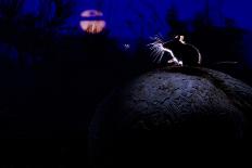 Deer Mouse (Peromyscus Maniculatus) On Giant Puffball Mushroom, Watching Mosquito In The Moonlight-Alexander Badyaev-Framed Stretched Canvas