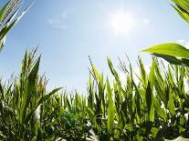 A Corn Field in the Sun-Alexander Feig-Photographic Print
