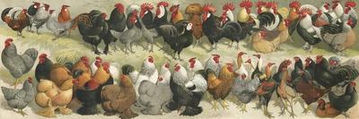 Fowl-Alexander Francis Lydon-Giclee Print