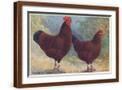 Brown Frame