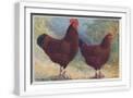 White Frame