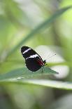 Butterfly, Doris Passionsfalter, Heliconius Doris, sits on leaves-Alexander Georgiadis-Framed Photographic Print