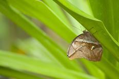 owl butterfly, Caligo eurilochus, holds on to leaves-Alexander Georgiadis-Photographic Print
