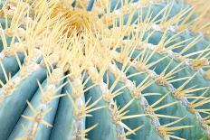 Spines of a Golden Barrel Cactus, Close-Up-Alexander Georgiadis-Photographic Print