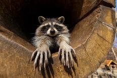 A Raccoon in a Hollow. the Raccoon Stretched out its Paws in the Camera and Looks into the Camera.-Alexander Khitrov-Framed Photographic Print