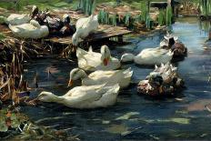 Ducks in the Reeds under the Boughs-Alexander Koester-Framed Giclee Print