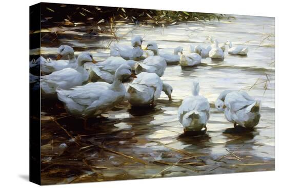 Stretched Canvas Print, , large