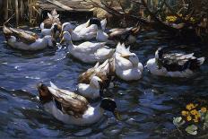 Ducks on a Pond with Waterlilies-Alexander Koester-Giclee Print