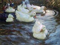 Ducks on a Pond-Alexander Koester-Giclee Print