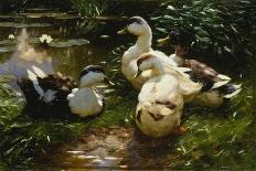 Ducks in the Reeds under the Boughs-Alexander Koester-Framed Giclee Print