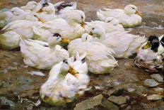 Feeding Geese-Alexander Koester-Giclee Print