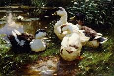 Ducks on a Riverbank-Alexander Koester-Giclee Print