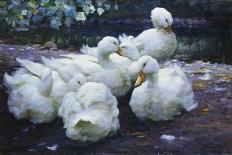 Ducks on the Bank of a River-Alexander Max Koester-Framed Stretched Canvas