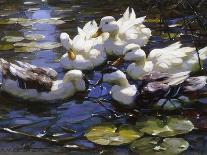 Ducks on the River-Alexander Max Koester-Stretched Canvas
