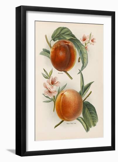 Alexander Rivers' Early York, with Blossom-null-Framed Art Print