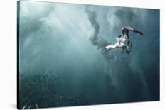 Plunge Diver-Alexander Safonov-Stretched Canvas