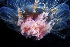 Lion's Mane Jellyfish-Alexander Semenov-Photographic Print