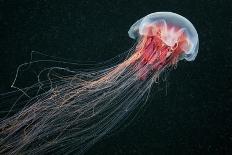 Lion's Mane Jellyfish-Alexander Semenov-Premium Photographic Print