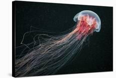 Lion's Mane Jellyfish-Alexander Semenov-Framed Photographic Print