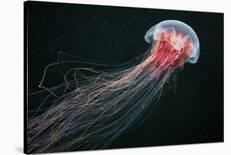 Lion's Mane Jellyfish-Alexander Semenov-Premium Photographic Print