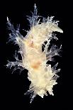 Lion's Mane Jellyfish-Alexander Semenov-Photographic Print