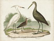 Antique Spoonbill and Sandpipers-Alexander Wilson-Art Print