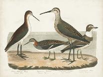 Wood Ibis, Scarlet Flamingo, White Ibis, C.1828-1829-Alexander Wilson-Giclee Print