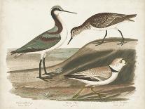 Antique Spoonbill and Sandpipers-Alexander Wilson-Laminated Art Print