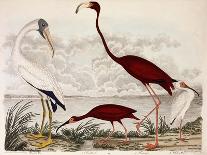Wood Ibis, Scarlet Flamingo, White Ibis, C.1828-1829-Alexander Wilson-Giclee Print