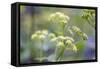 Alexanders in Flower Spring-null-Framed Stretched Canvas