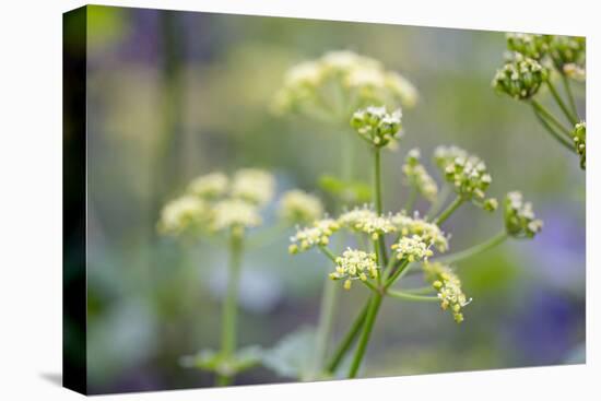 Alexanders in Flower Spring-null-Stretched Canvas