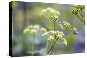 Alexanders in Flower Spring-null-Stretched Canvas