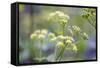 Alexanders in Flower Spring-null-Framed Stretched Canvas