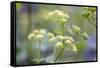 Alexanders in Flower Spring-null-Framed Stretched Canvas